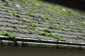 Moss on a shingle roof