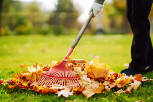 A person raking leaves on a green lawn